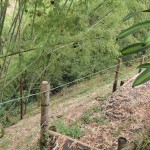 LOTE CAMPESTRE PARA VENTA EN ARMENIA - 14