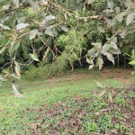 Lote en ARMENIA, VIA PUEBLO TAPAO (Ref: 12430) - 7
