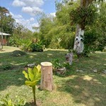 Finca en PUEBLO TAPAO, VEREDA BUENOS AIRES (Ref: 12840) - 2