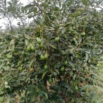 FINCA PARA VENTA EN GENOVA - 9