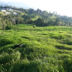 Finca en CIRCASIA, AUTOPISTA DEL CAFE (Ref: 12307) - 10