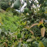 FINCA PARA VENTA EN GENOVA - 11