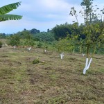 Finca en FILANDIA, VEREDA EL CONGAL (Ref: 12320) - 9