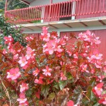 FINCA PARA VENTA EN GENOVA - 14