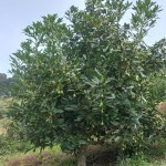 FINCA PARA VENTA EN GENOVA - 10