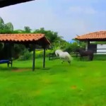 CASA CAMPESTRE PARA VENTA EN ARMENIA - 3