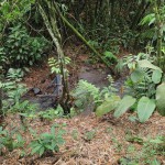 LOTE CAMPESTRE PARA VENTA EN ARMENIA - 3