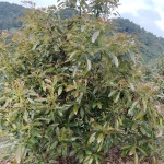 FINCA PARA VENTA EN GENOVA - 16