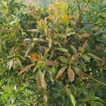 FINCA PARA VENTA EN GENOVA - 15