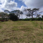 LOTE CAMPESTRE PARA VENTA EN ARMENIA - 9