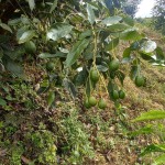 FINCA PARA VENTA EN GENOVA - 13