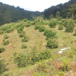 FINCA PARA VENTA EN GENOVA - 1