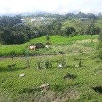 Finca en CIRCASIA, AUTOPISTA DEL CAFE (Ref: 12307) - 6