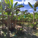 Finca en ARMENIA, VEREDA MURILLO (Ref: 12763) - 2