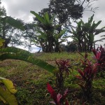LOTE CAMPESTRE PARA VENTA EN ARMENIA - 15