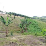 Finca en FILANDIA, VEREDA EL CONGAL (Ref: 12320) - 13
