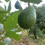 FINCA PARA VENTA EN GENOVA - 12