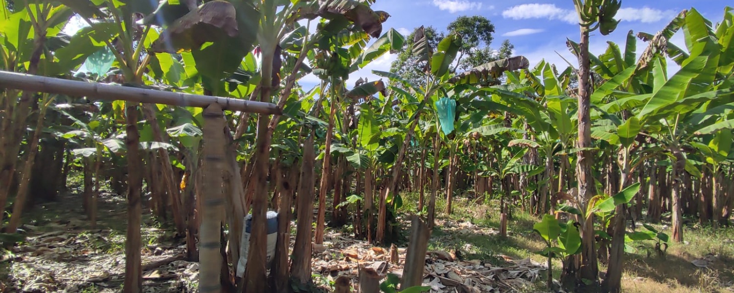 6 Bedrooms Bedrooms, ,2 BathroomsBathrooms,Finca,Venta,2905