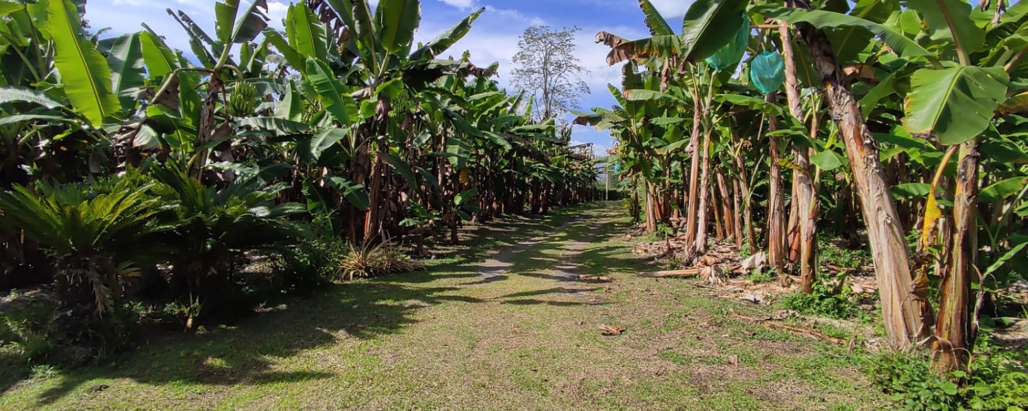 6 Bedrooms Bedrooms, ,2 BathroomsBathrooms,Finca,Venta,2905